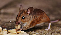 24 Hour & Emergency Exterminators in Lima, OH